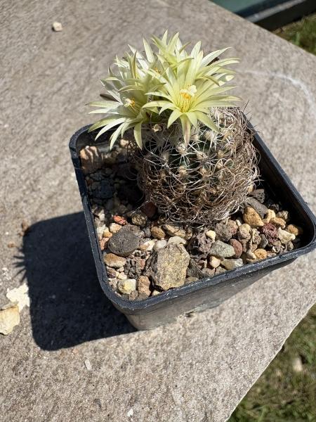 Turbinicarpus krainzianus v minimus